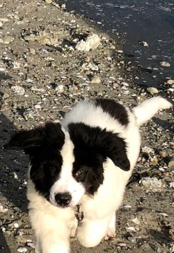 Neah at 10 weeks experiencing the beach for the first time.